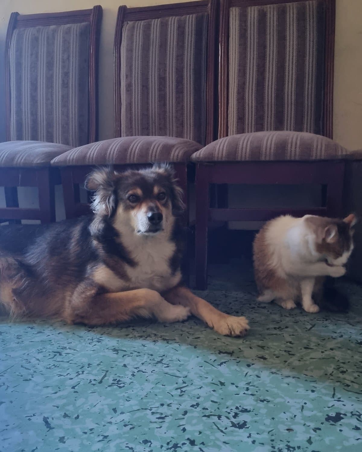 One of the dogs resting next to the cat at home